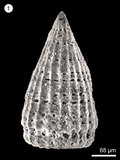 中文名:(NMNS004959-F010308)學名:Archaeodictyomitra mitra Dumitrica(NMNS004959-F010308)