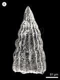 中文名:(NMNS004959-F010309)學名:Archaeodictyomitra tumandae Dumitrica(NMNS004959-F010309)