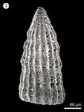中文名:(NMNS004959-F010309)學名:Archaeodictyomitra tumandae Dumitrica(NMNS004959-F010309)