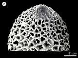 中文名:(NMNS000320-F000073)學名:Canutus baumgartneri Yeh, 1987(NMNS000320-F000073)