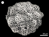 中文名:(NMNS001733-F010294)學名:Praeconosphaera sphaeroconus (Rust)(NMNS001733-F010294)