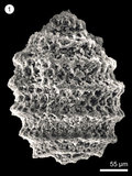 中文名:(NMNS004959-F010322)學名:Tethysetta boesii (Parona)(NMNS004959-F010322)