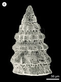 中文名:(NMNS004959-F010331)學名:Pseudodictyomitra sp. aff. P. lanceloti Schaaf(NMNS004959-F010331)