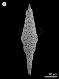 中文名:(NMNS005046-F010361)學名:Pseudoeucyrtis angusta Whalen & Carter, 1998(NMNS005046-F010361)