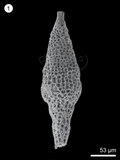 中文名:(NMNS005046-F010361)學名:Pseudoeucyrtis angusta Whalen & Carter, 1998(NMNS005046-F010361)