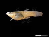 中文名:孔雀魚(NMNSF00913)學名:Poecilia reticulata(NMNSF00913)中文別名:大肚魚英文名:Poecilia reticulata