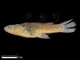 中文名:大肚魚 (NMNSF00052)學名:Gambusia affinis(NMNSF00052)中文別名:食蚊魚英文名:Gambusia affinis