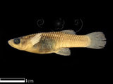 中文名:大肚魚 (NMNSF00159)學名:Gambusia affinis(NMNSF00159)中文別名:食蚊魚英文名:Gambusia affinis