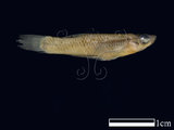 中文名:大肚魚 (NMNSF00925)學名:Gambusia affinis(NMNSF00925)中文別名:食蚊魚英文名:Gambusia affinis