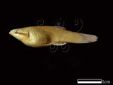 中文名:孔雀魚(NMNSF00912)學名:Poecilia reticulata(NMNSF00912)中文別名:大肚魚英文名:Poecilia reticulata