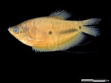 中文名:絲鰭毛腹魚 (NMNSF00703)學名:Trichogaster trichopterus (NMNSF00703)中文別名:三星鬥魚英文名:Trichogaster trichopterus
