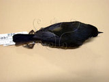 中文名:栗背林鴝(000201)學名:Tarsiger johnstoniae(000201)英文名:Collared Bush Robin