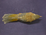 中文名:台灣噪眉(金翼白眉)(000981)學名:Garrulax morrisoniarus(000981)英文名:White-whiskered Laughingthrush