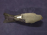 中文名:灰鷽(001902)學名:Pyrrhula erythaca(001902)英文名:Gray-headed Bullfinch
