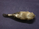 中文名:褐鷽(004534)學名:Pyrrhula nipalensis(004534)英文名:Brown Bullfinch