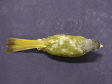 中文名:白環鸚嘴鵯(000222)學名:Spizixos semitorques(000222)英文名:Collared Finchbill