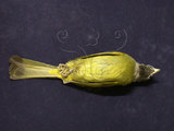 中文名:白環鸚嘴鵯(000222)學名:Spizixos semitorques(000222)英文名:Collared Finchbill