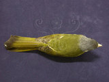 中文名:白環鸚嘴鵯(000770)學名:Spizixos semitorques(000770)英文名:Collared Finchbill