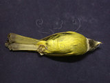 中文名:白環鸚嘴鵯(000770)學名:Spizixos semitorques(000770)英文名:Collared Finchbill