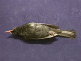 中文名:紅嘴黑鵯(004487)學名:Hypsipetes leucocephalus(004487)英文名:Black Bulbul