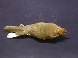 中文名:白喉林鶲(001038)學名:Cyornis brunneatus(001038)英文名:Brown-chested Jungle-Flycatcher