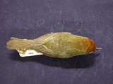 中文名:山紅頭(000702)學名:Stachyridopsis ruficeps(000702)英文名:Rufous-capped Babbler