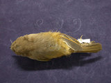 中文名:褐頭花翼(005755)學名:Fulvetta formosana(005755)英文名:Taiwan Fulvetta