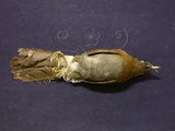中文名:棕噪眉(001044)學名:Garrulax poecilorhynchus(001044)英文名:Rusty Laughingthrush