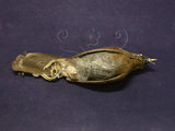 中文名:棕噪眉(002356)學名:Garrulax poecilorhynchus(002356)英文名:Rusty Laughingthrush
