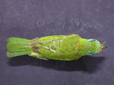 中文名:五色鳥(000469)學名:Megalaima nuchalis(000469)英文名:Taiwan Barbet