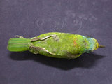 中文名:五色鳥(001305)學名:Megalaima nuchalis(001305)英文名:Taiwan Barbet
