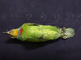 中文名:五色鳥(002000)學名:Megalaima nuchalis(002000)英文名:Taiwan Barbet