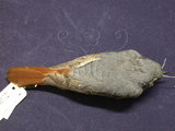 中文名:鉛色水鶇(001782)學名:Rhyacornis fuliginosus(001782)英文名:Plumbeous Redstart