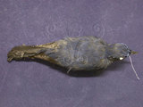中文名:白尾鴝(003298)學名:Cinclidium leucura(003298)英文名:White-tailed Robin