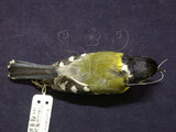 中文名:青背山雀(001277)學名:Parus monticolus(001277)英文名:Green-backed Tit