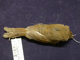 中文名:小鶯(000092)學名:Cettia fortips(000092)英文名:Brownish-flanked Bush-Warbler