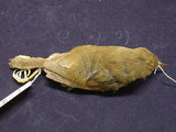 中文名:小鶯(000124)學名:Cettia fortips(000124)英文名:Brownish-flanked Bush-Warbler