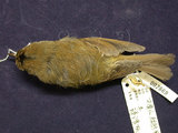 中文名:深山鶯(002261)學名:Cettia acanthizoides(002261)英文名:Yellow-bellied Bush Warbler