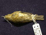 中文名:黃胸青鶲(002024)學名:Ficedula hyperythra(002024)英文名:Snowy-browed Flycatcher