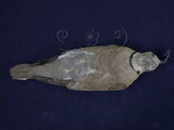 中文名:紅鳩(005393)學名:Streptopelia tranquebarica(005393)英文名:Red-collared Dove