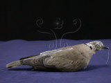 中文名:紅鳩(005393)學名:Streptopelia tranquebarica(005393)英文名:Red-collared Dove