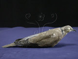 中文名:紅鳩(005480)學名:Streptopelia tranquebarica(005480)英文名:Red-collared Dove