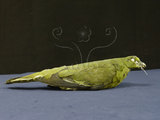 中文名:綠鳩(002768)學名:Treron sieboldii(002768)英文名:White-bellied Pigeon