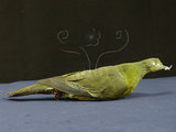 中文名:綠鳩(002895)學名:Treron sieboldii(002895)英文名:White-bellied Pigeon