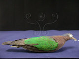 中文名:翠翼鳩(000596)學名:Chalcophaps indica(000596)英文名:Emerald Dove