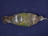 中文名:翠翼鳩(000837)學名:Chalcophaps indica(000837)英文名:Emerald Dove