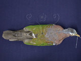 中文名:翠翼鳩(003216)學名:Chalcophaps indica(003216)英文名:Emerald Dove