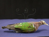 中文名:翠翼鳩(003216)學名:Chalcophaps indica(003216)英文名:Emerald Dove