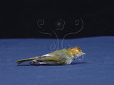 中文名:棕面鶯(001694)學名:Abroscopus albogularis(001694)英文名:Rufous-faced Warbler