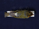 中文名:棕面鶯(005067)學名:Abroscopus albogularis(005067)英文名:Rufous-faced Warbler